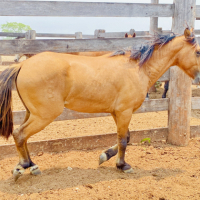 Lote 273 - Pnei macho