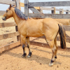 Lote 273 - Pnei macho