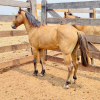 Lote 273 - Pnei macho