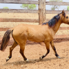 Lote 273 - Pnei macho