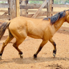 Lote 273 - Pnei macho