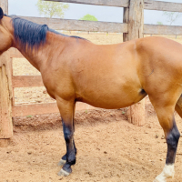 Lote 274 - GUAS PRENHES