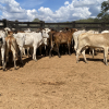 Lote 289 - 34 NOVILHAS