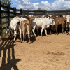 Lote 289 - 34 NOVILHAS