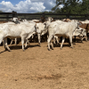 Lote 289 - 34 NOVILHAS
