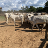 Lote 289 - 34 NOVILHAS