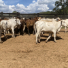 Lote 289 - 34 NOVILHAS