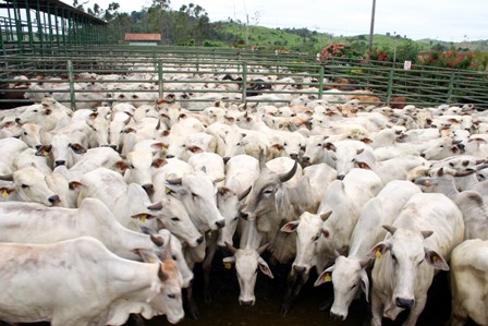 Mercado do boi gordo registra preos mais firmes 