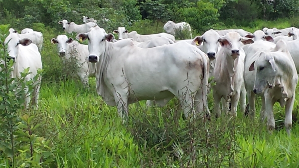 Oferta reduzida e chuvas do sustentao aos preos de animais para reposio