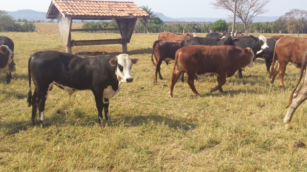 Mercado do boi gordo comea a semana em alta